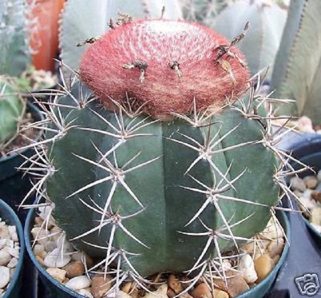 Melocactus Bahiensis @@ cacti rare globular outdoor garden cactus seed 100 SEEDS Garden Plants