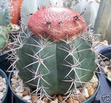 Melocactus Bahiensis @@ cacti rare globular outdoor garden cactus seed 100 SEEDS Garden Plants