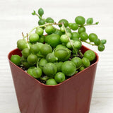 Succulent Pot Plant - Senecio Rowleyanus String Of Pearls - In 2" Pot Green Plant