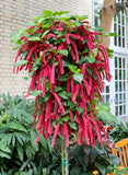 *GIANT CHENILLE*Acalypha Hispida*Starter Plant*Attracts Hummingbirds/Butterflies Garden Plants