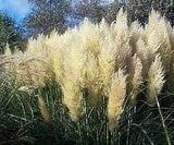 Cortaderia selloana Pumila Hybrids    500 seeds Pampas Grass