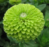 GREEN ZINNIA FLOWER SEEDS 100+ "ENVY" GARDEN bees BIRDS ANNUAL Free Shipping Garden Plants