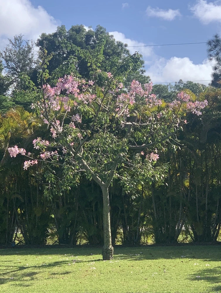 Chorisia speciosa exotic flowering tree silk floss 20 seeds Orchids