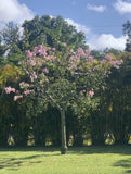 Chorisia speciosa exotic flowering tree silk floss 20 seeds Orchids