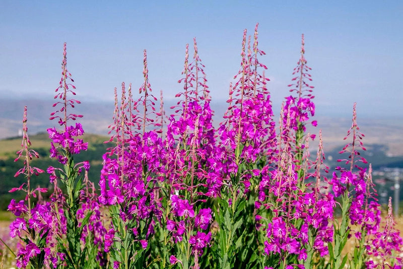 300 FIREWEED / ROSEBAY (Great Willowherb) Epilobium Angustifolium Flower Seeds Flowering Plants