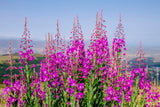 300 FIREWEED / ROSEBAY (Great Willowherb) Epilobium Angustifolium Flower Seeds Flowering Plants