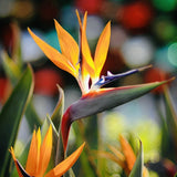 2 PACK ORANGE BIRD OF PARADISE PLANT GREENHOUSE BEST GIFT LIVE PLANT GUARANTEED Flowering Plants