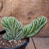 D4147 MARGINATOCEREUS MARGINATUS CRESTED pot14-H13-W19 cm MaMa Cactus Green Plant