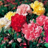 Chabaud Mix Carnation Seeds | Heirloom | Free Shipping | Flower Seeds | 1249 Flowering Plants
