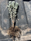 SAGEBRUSH Plants, 6-10 inches, (Idaho Big), 8 plants /order Flowering Plants
