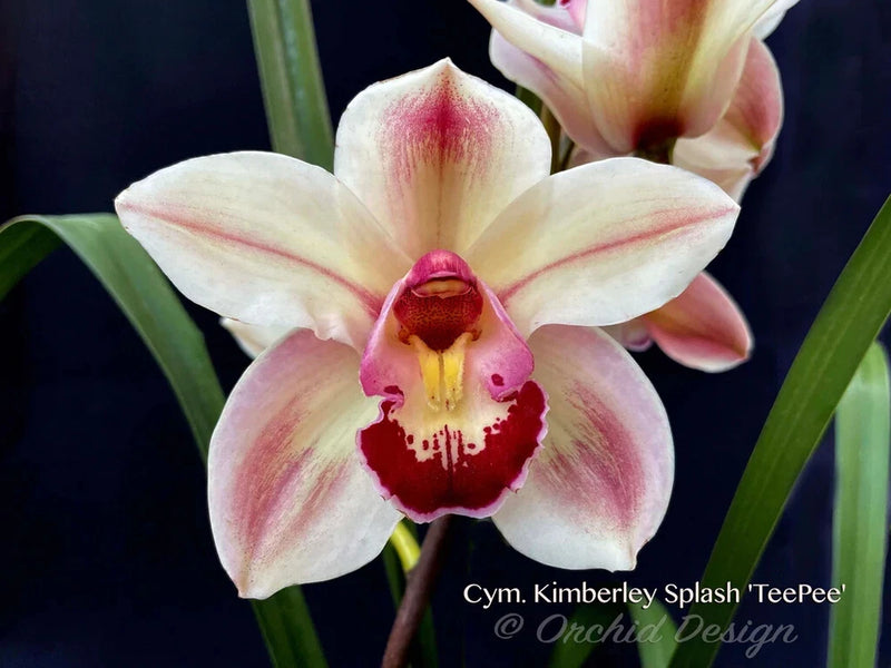 Orchid flower with pale cream petals, pink-red splash, and red center lip.