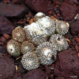 D3291 COPIAPOA LAUII pot10-H3-W6 cm MaMa Cactus Green Plant