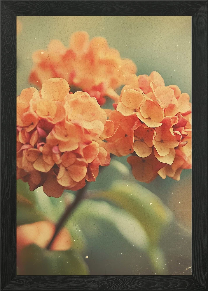 Orange Hydrangea Flowers Vintage St Framed Wall Art Poster Canvas Print Picture Hydrangea