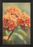 Orange Hydrangea Flowers Vintage St Framed Wall Art Poster Canvas Print Picture Hydrangea