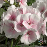 25+ Maverick Appleblossom Geranium Seeds for Garden - USA - FREE SHIPPING! Garden Plants