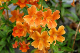 100 Twinkle ORANGE MONKEY FLOWER Mimulus Seeds *Flat S/H Flowering Plants