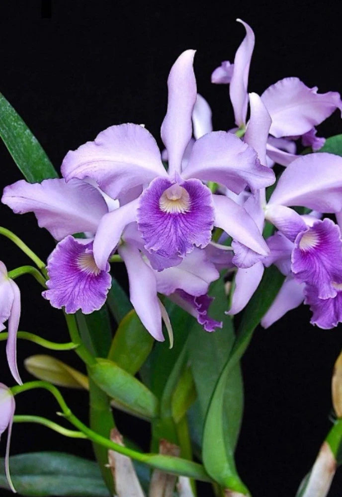Potted blue-violet orchid hybrid with clustered lavender blooms and green leaves