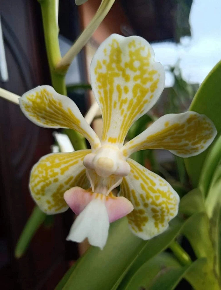 Fragrant tricolor alba orchid with yellow-speckled white petals and green leaves