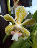 Vanda tricolor Alba  var  Palida  Species   Fragrant Orchid  extremely rare Orchids