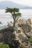 Hesperocyparis macrocarpa | Cupressus | Monterey Cypress | 10_Seeds Garden Plants