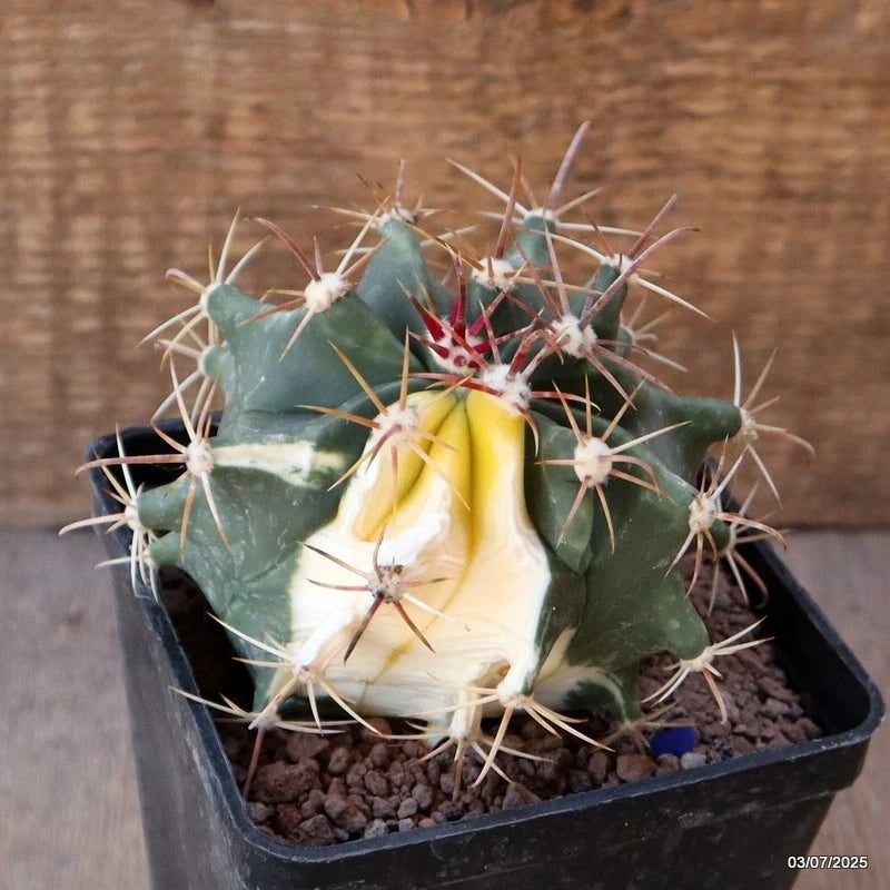 D5018 FEROCACTUS HERRERAE VARIEGATED pot10-H9-W10 cm MaMa Cactus Green Plant