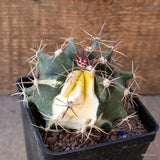 D5018 FEROCACTUS HERRERAE VARIEGATED pot10-H9-W10 cm MaMa Cactus Green Plant