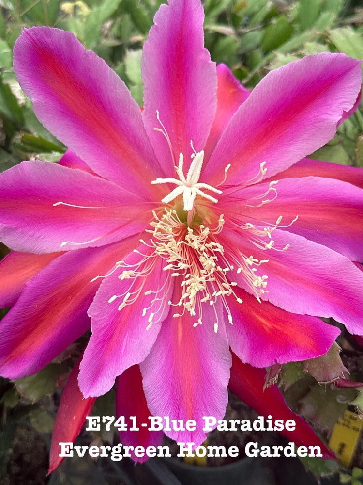 Epiphyllum orchid cactus with bright pink star-shaped blooms