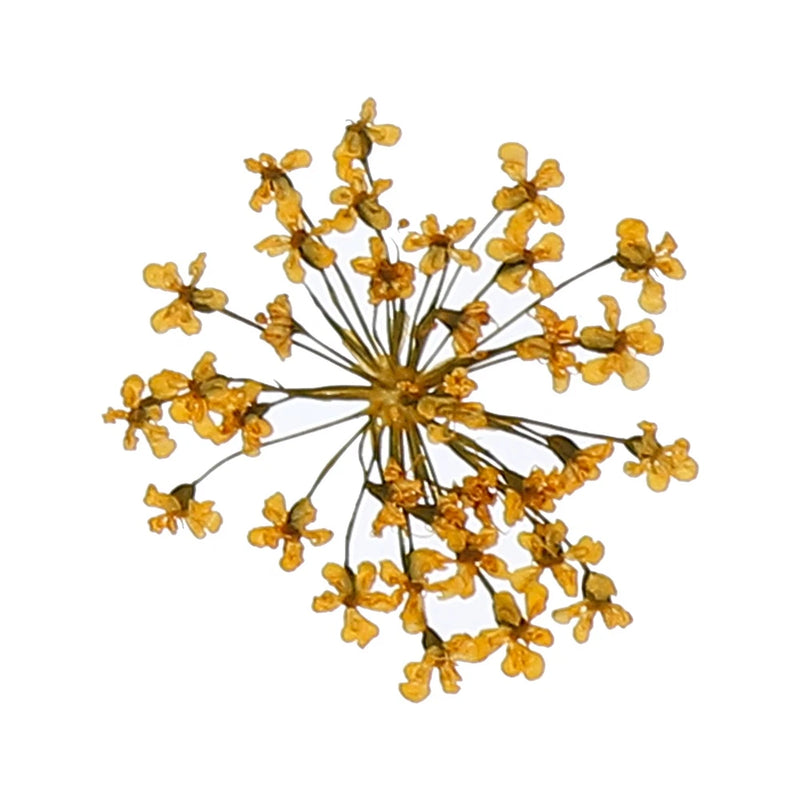 Light yellow dried pressed flowers with thin stems and small butterfly-shaped blossoms