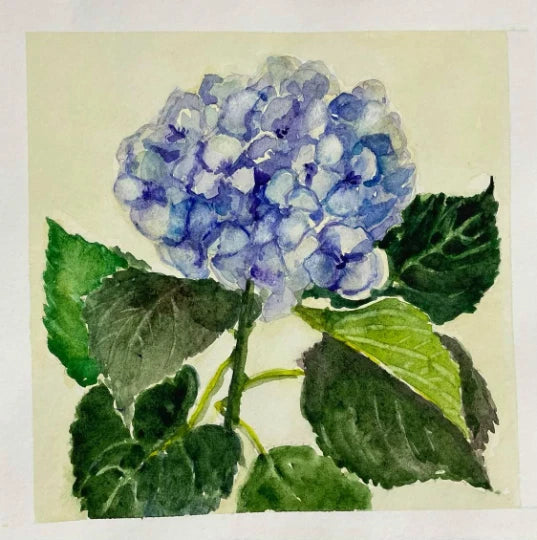 Original watercolor painting Blue hydrangea Floral Botanical wall art 7 x 7 Hydrangea
