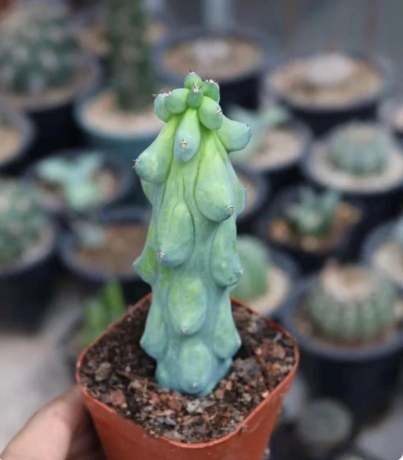 Live Plant -Unique Boobie Cactus/Christmas Tree Cactus [Bare Root] Flowering Plants