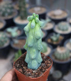 Live Plant -Unique Boobie Cactus/Christmas Tree Cactus [Bare Root] Flowering Plants