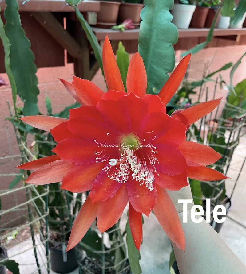 Epiphyllum Tele cutting orchid with large orange-red star flower and white stamens