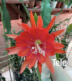 epiphyllum Tele - cutting Orchids
