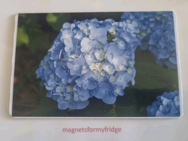 BLUE HYDRANGEA FLOWER / PLANT FRIDGE MAGNET - M917 Hydrangea