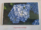BLUE HYDRANGEA FLOWER / PLANT FRIDGE MAGNET - M917 Hydrangea