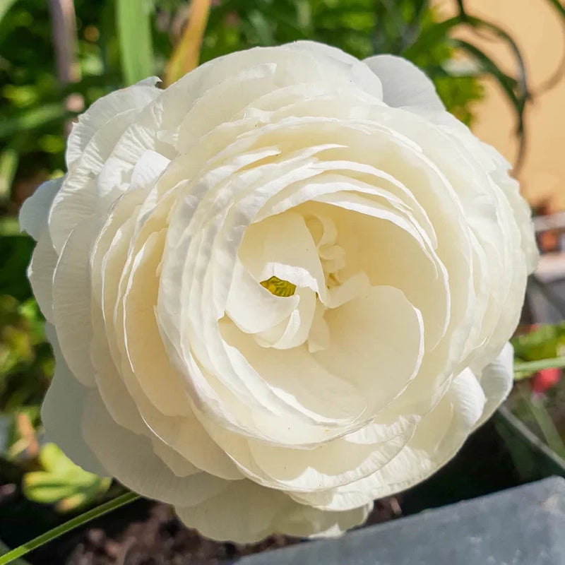 Pretty  Ranunculus Imported Flower Bulbs White Pack of 2 bulbs Ranunculus