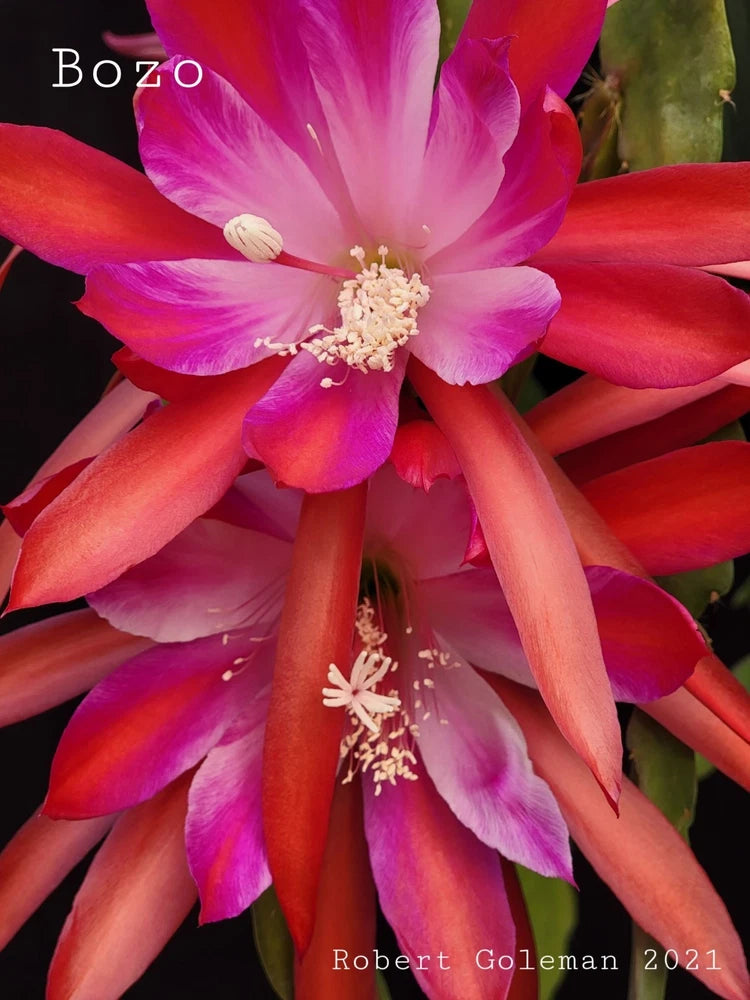 Epiphyllum Bozo orchid cactus flower, bright pink and orange layered petals with stamens