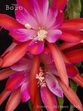 Epiphyllum 'Bozo' Unrooted Cutting - Rare Orchid Cactus - Beautiful! Orchids