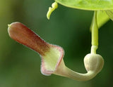 Aristolochia Tagala Vine 10 Seeds, Indian Birthwort, Dutchman's Pipe From USA Flowering Plants