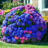 35 Mixed Color Hydrangea Seeds Blue Pink Purple Blooming Flower Seeds - Non GMO Hydrangea