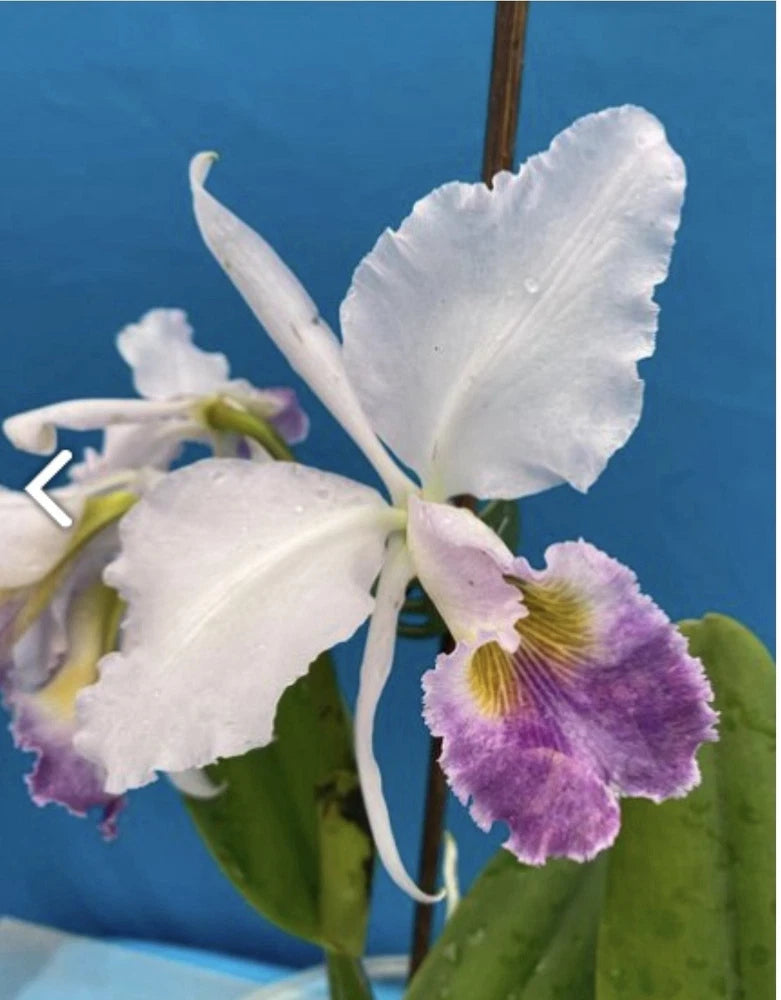 White and light purple orchid flowers with a ruffled petal lip on green leaves