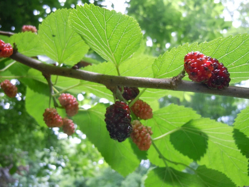 Mulberry tree branch with red and dark berries and green leaves