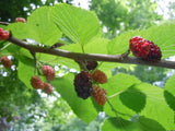 Shrimp And Caterpillar Food ORGANIC Garden Red Black Mulberry Tree 20 Leaves Orchids