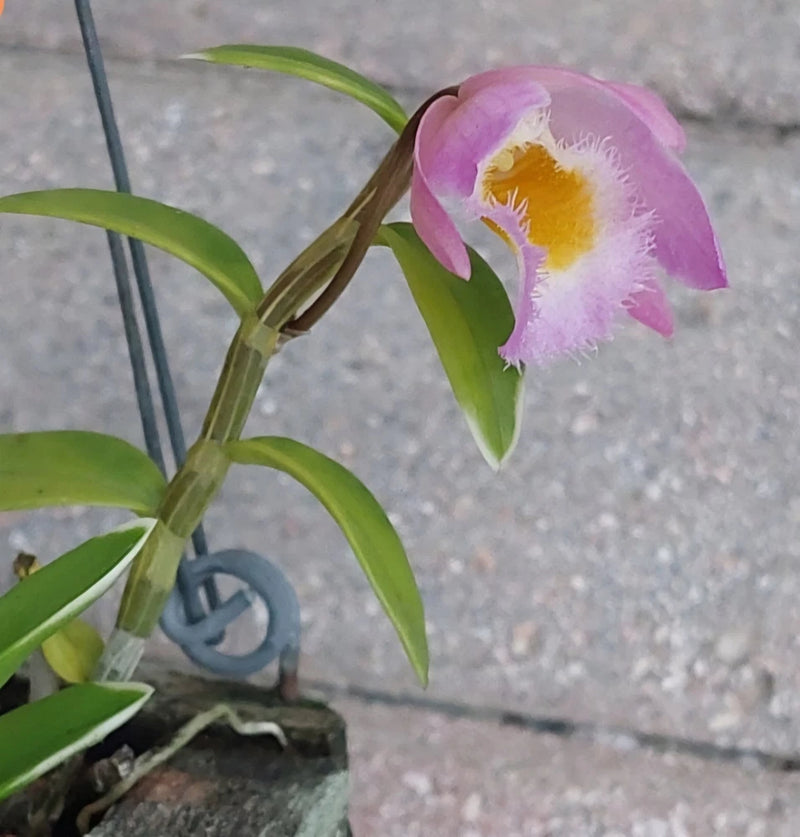 Live orchid plant with single pink-purple rose flower and yellow center, green leaves
