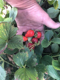 Strawberry Plants - ALLSTAR - June/Mid-Season Bearer  - FREE SHIPPING Green Plant