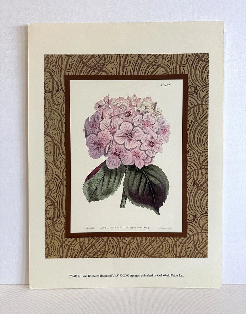 Pair of botanical art prints, pink hydrangea and dahlia Samuel Curtis Hydrangea