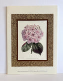 Pair of botanical art prints, pink hydrangea and dahlia Samuel Curtis Hydrangea