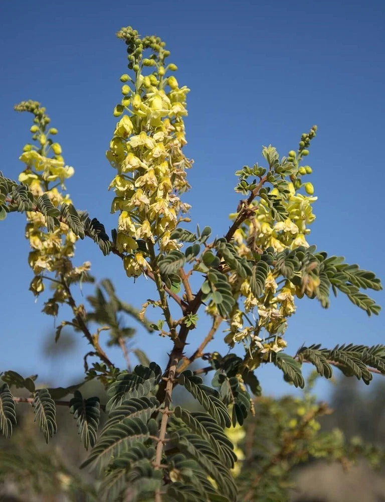 Caesalpinia Decapetala 10 Seeds, Biancaea Shrub Mysore Thorn Cat's Claw Flowering Plants
