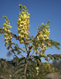 Caesalpinia Decapetala 10 Seeds, Biancaea Shrub Mysore Thorn Cat's Claw Flowering Plants