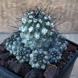 D3540 COPIAPOA HUMILIS V. LONGISPINA pot10-H8-W9 cm MaMa Cactus Green Plant